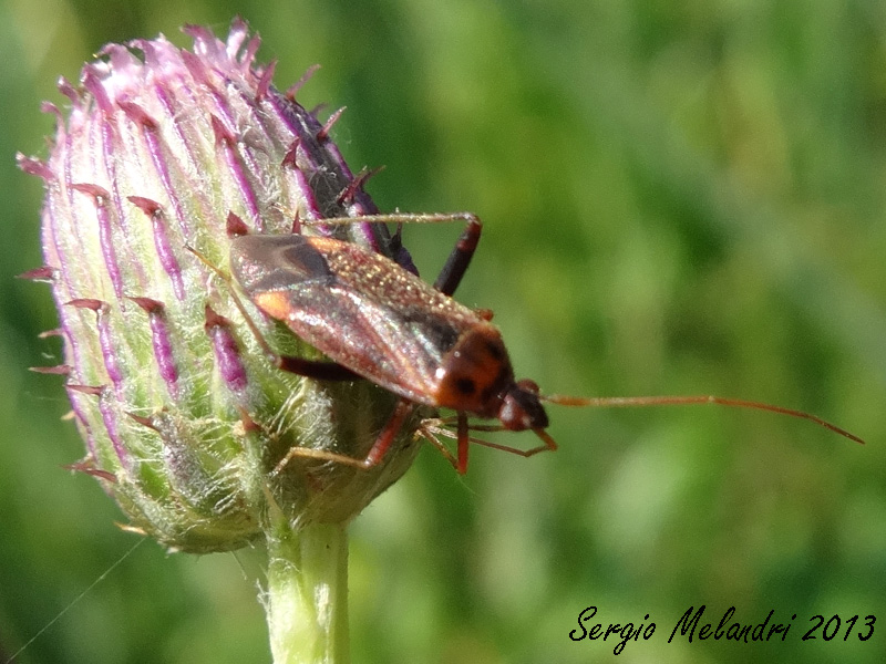 Miridae: Adelphocoris ticinensis della Romagna (RA)